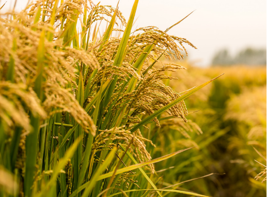 农药化学品检测